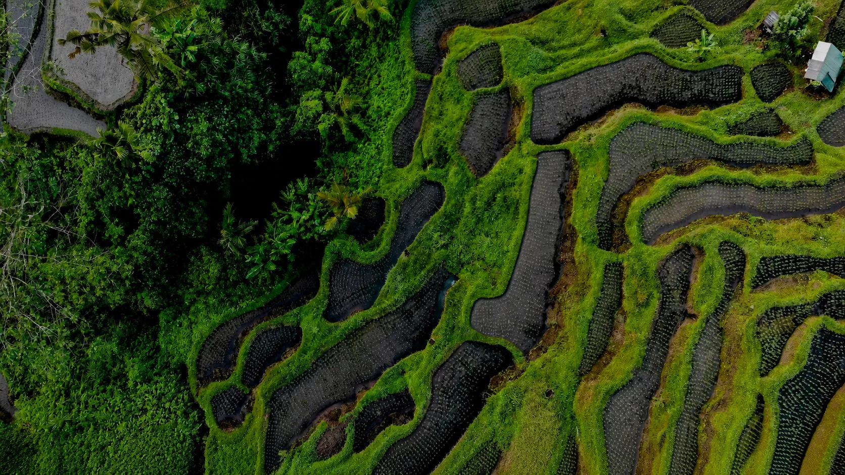 Aerial view of green mountain terraces inspiring YINRUO PRO